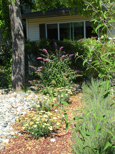 Front Yard Butterfly Bush and Yarrow Summer