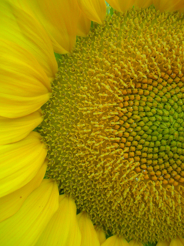 Garden 7 30 11 Sunflower patterns 1