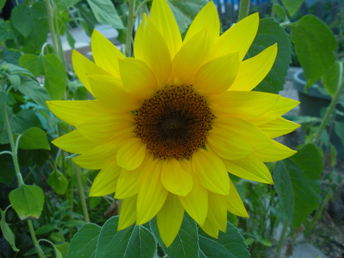 Garden 7 30 11 Sunflower Pretty Small
