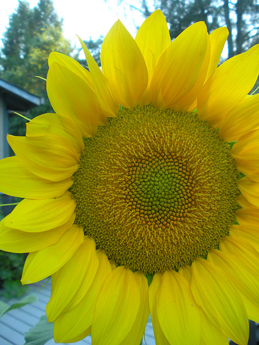 Garden 7 30 11 Sunflower Patterns 2