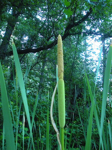 6 29 11 Cattail study (1)