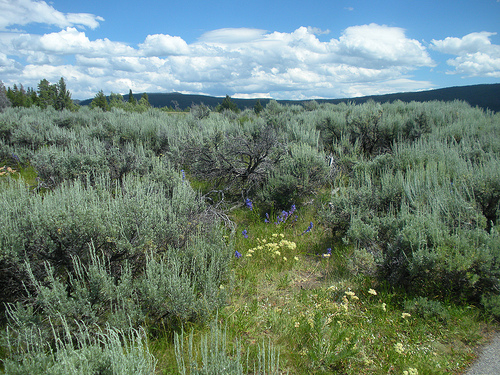 Yellowstone Landscape with Wildflowers