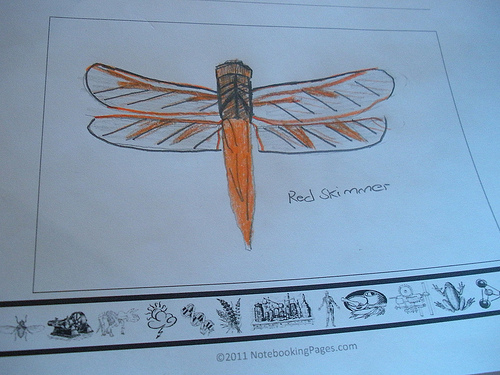 Red Skimmer Dragonfly nature journal