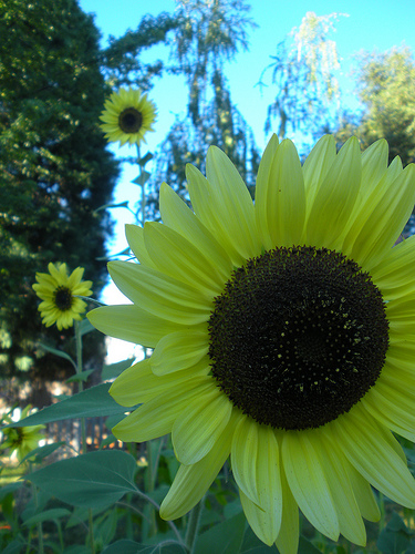 Lemon Sunflower Garden