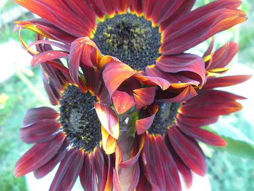 Sunflowers August
