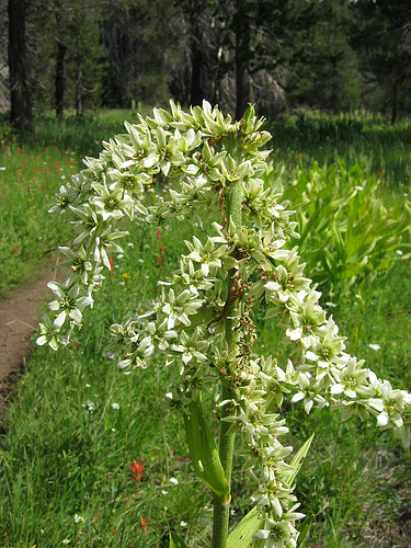 Corn Lily