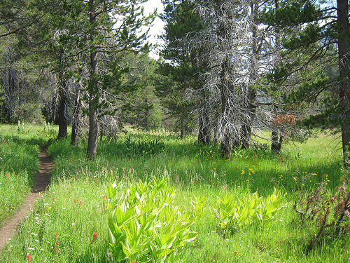 Yosemite McGurk Meadow