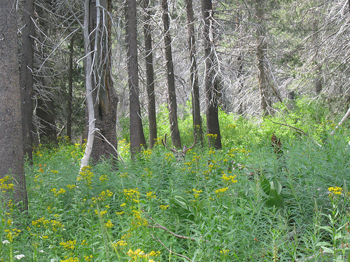 Yosemite Deer in the Wildflowers