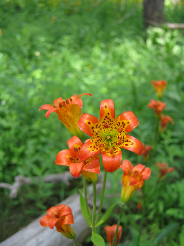 Leopard Lily