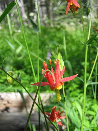 Crimson Columbine