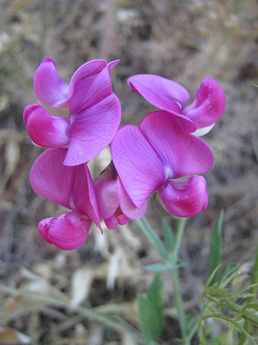 Sweet peas