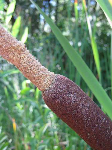 Cattail study  - up close