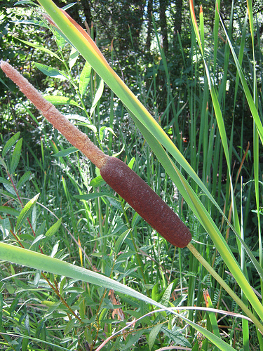 Cattail study - Brown