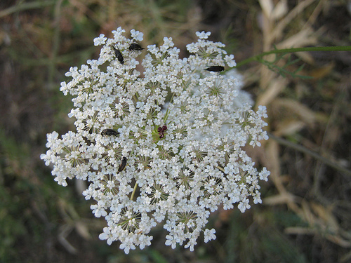 Queen Anne's Lace