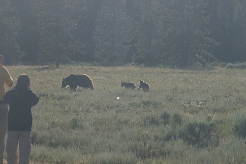 Grizzly Bear Mama and Two Cubs Grand Teton 7 11