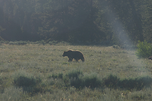 Grizzly Bear Grand Teton July 2011