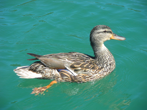 Ducks at the Lake 3