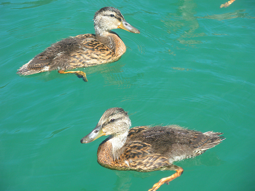 Ducks at the Lake 1