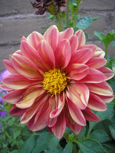 Pink and Yellow Dahlia