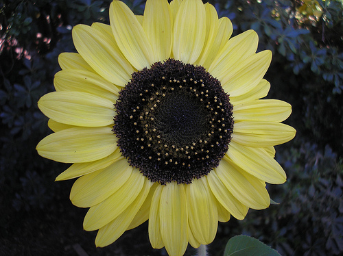 Perfect sunflower