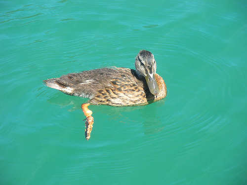 Ducks at the Lake 2