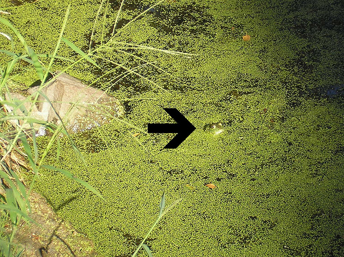 Frog in the Algae Pond 1