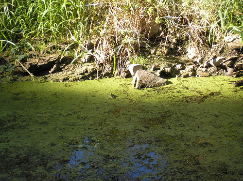 Frog Pond with Duck Weed