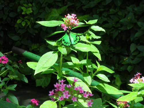 Butterfly at Six Flags