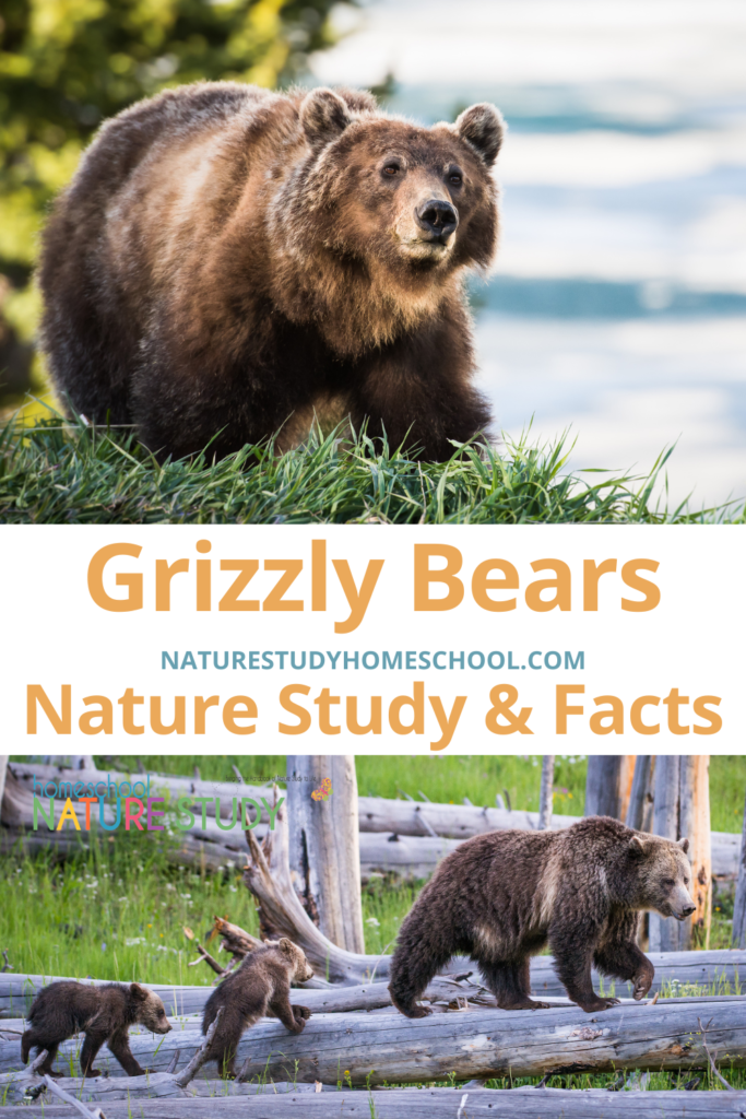 Go wild with a Grizzly Bears Nature Study! Fun facts and Barb's grizzly encounter at the Grand Tetons National Park.