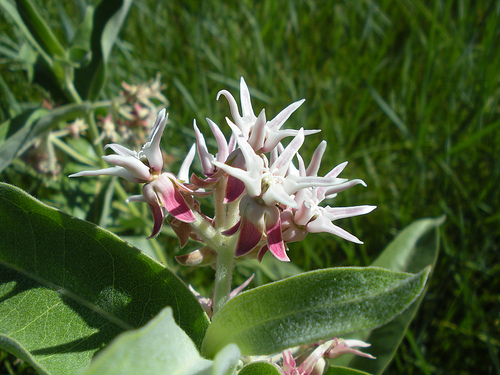 Yosemite Valley milkweed