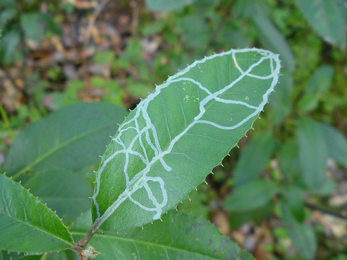 Leaf Miner 1