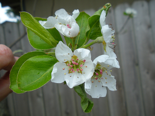 4 18 11 Pear Blossoms