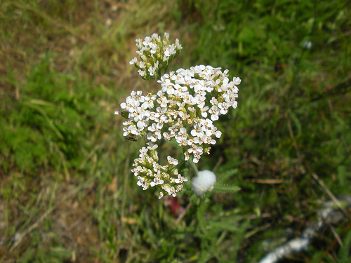 Yarrow