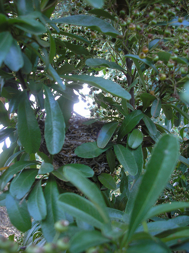 Lesser Goldfinch Nest