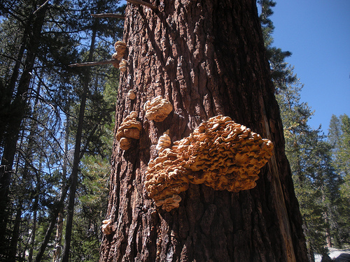 Giant Fungus on Tree