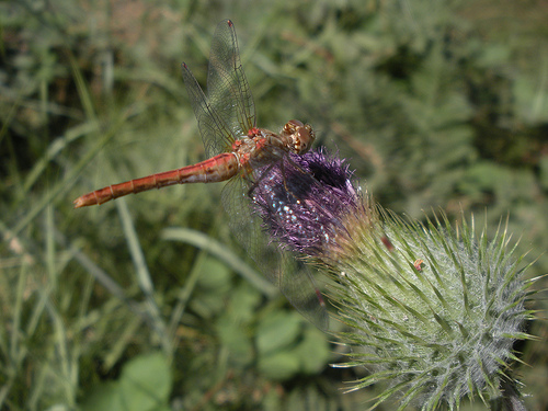 Dragon Fly on Bull Thistle