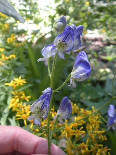 Monkshood 