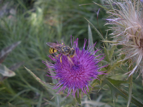 Bull Thistle with Insect