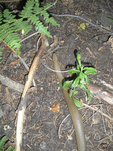 Yosemite Snake - Rubber Boa