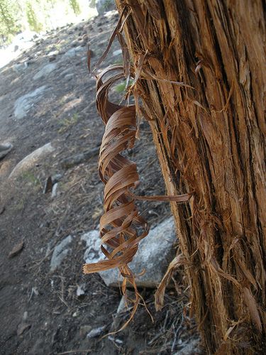 Tree with Bear Curls