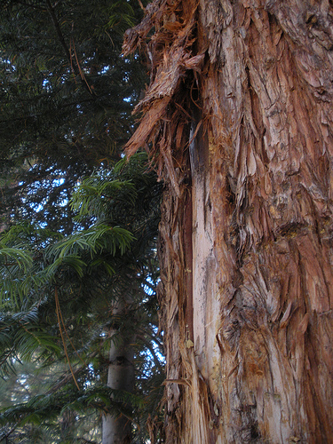 Tree with Bark Scratched by Bear