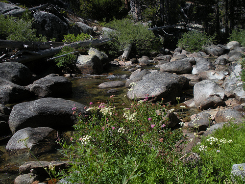 Yosemite Creek and Wildflowers