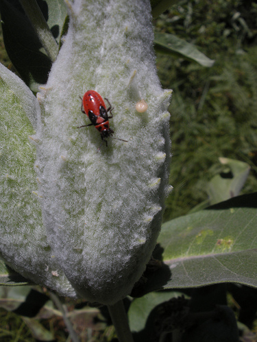 Milkweed Beetle