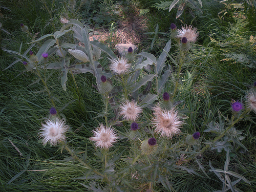 Bull Thistle and Milkweed - Yosemite Valley