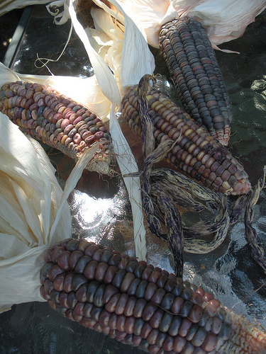 Indian Corn and Colored Beans