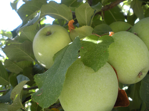 Apples on the Tree