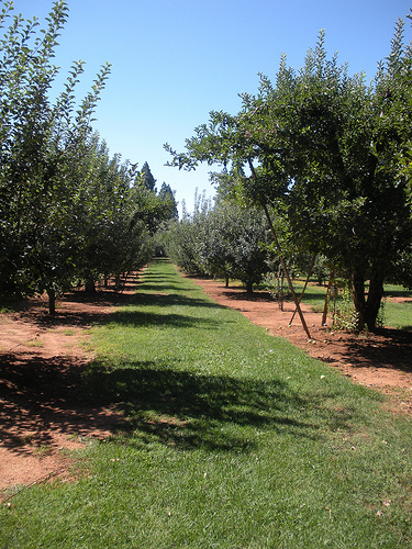Apple Orchard 9 2011