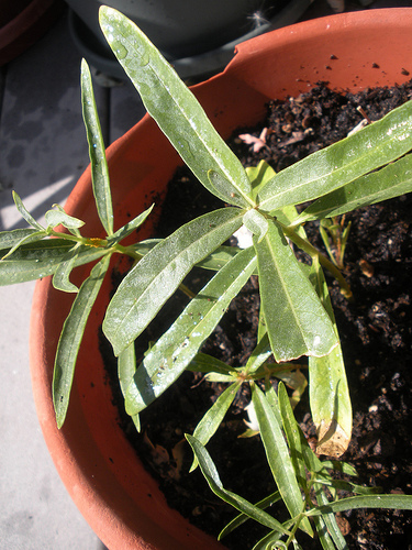 9 12 11 Milkweed in a Pot