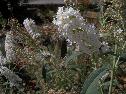 White Butterfly Bush with Butterfly