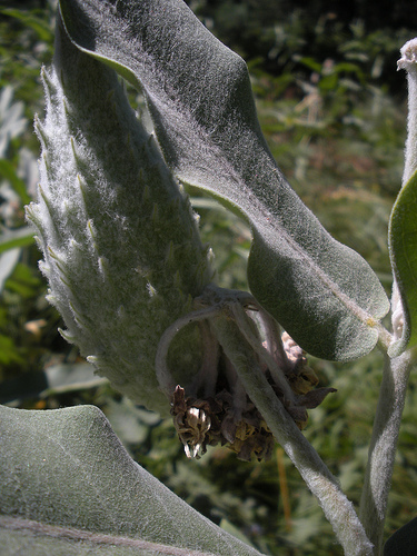 Showy Milkweed Pod - Yosemite Valley